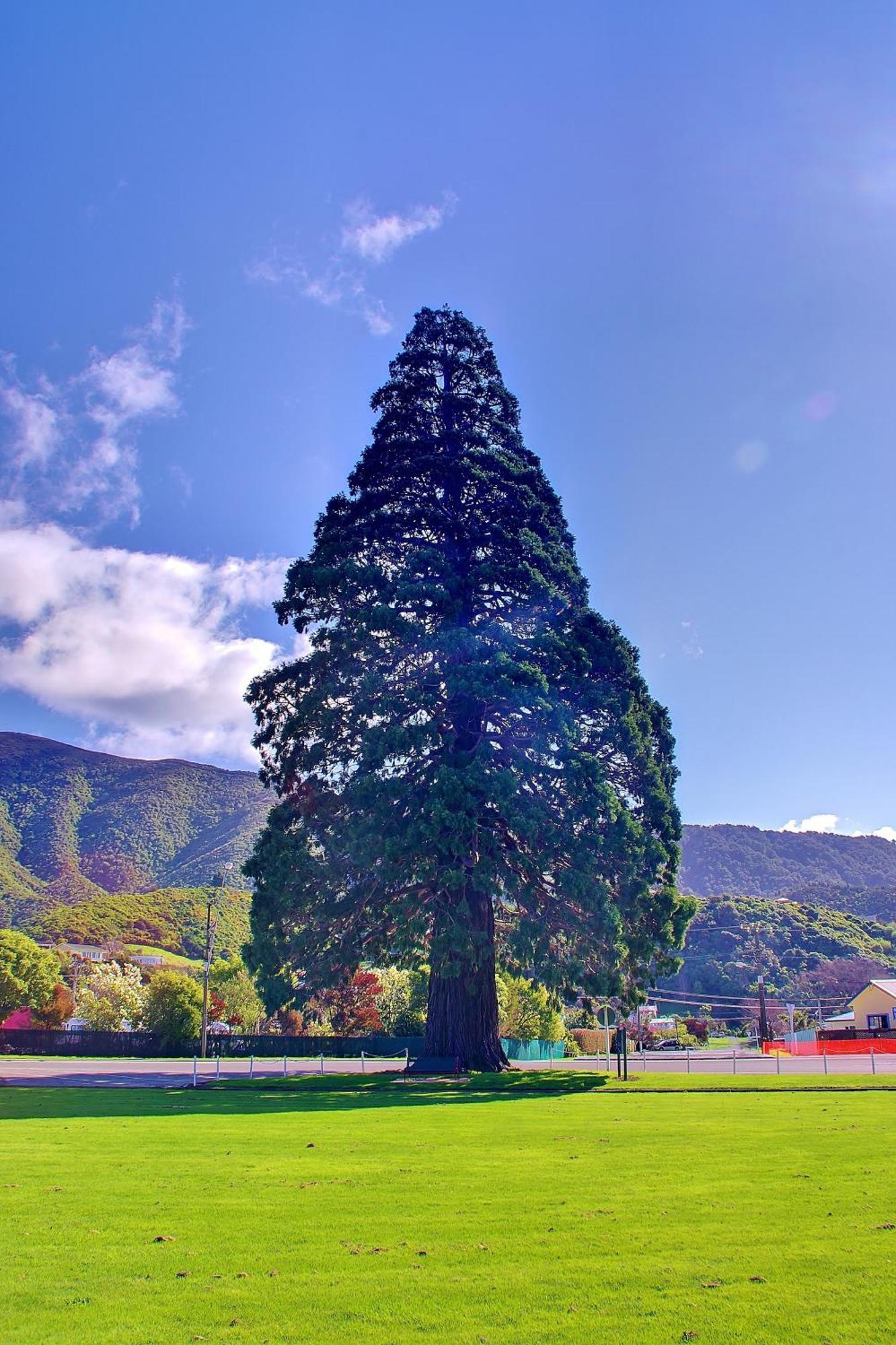 Sequoia alojamiento Backpackers Picton Exterior foto